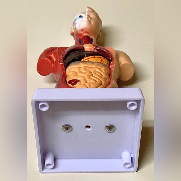 11” Biological Anatomy & Physiology Miniature Human Torso Removable Organ Model - Picture 5 of 16